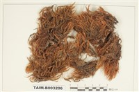 藏品(曲尾苔科)的圖片